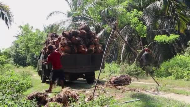印度尼西亚班加西 2023年12月24日 棕榈油种植者称棕榈油水果重量 日后出售给收藏家和工厂 — 图库视频影像