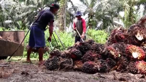印度尼西亚班加西 2023年12月24日 棕榈油种植者称棕榈油水果重量 日后出售给收藏家和工厂 — 图库视频影像