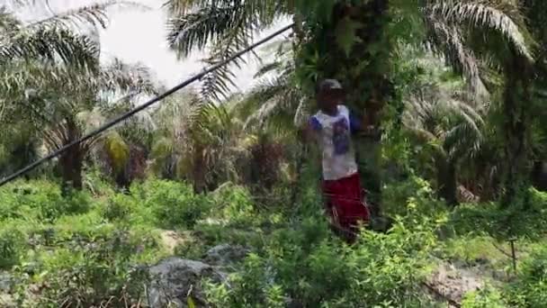 印度尼西亚班加西 2023年10月29日 油棕种植户收获后携带和采集油棕榈叶 — 图库视频影像