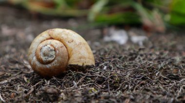 Yerde salyangoz ya da salyangoz kabuğu izleri var.