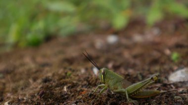 Yerdeki çekirgelere yakın çekim