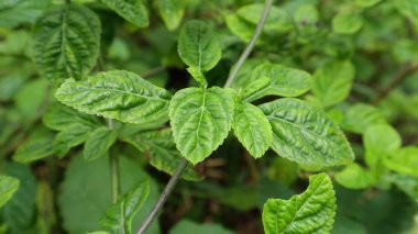 Stachytarpheta jamaicensis Endonezya 'da yaşayan vahşi bir bitki.