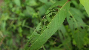 Tırtıllar tarafından yenen yapraklar yapraklarda delikler açar.