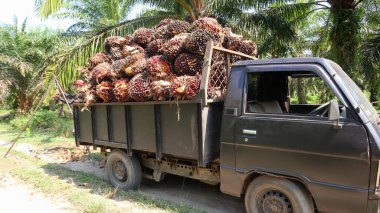 Palmiye yağı taşıyan bir araba.
