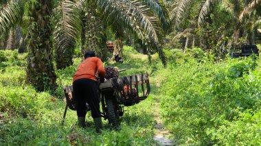 Bengkulu, Endonezya - 12 Şubat 2023: Palmiye yağı hasat eden, palmiye yağı taşıyan ve palmiye yağı taşıyan petrol çiftçilerinin faaliyetleri