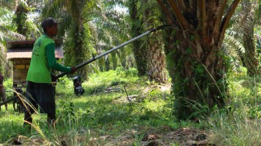 Bengkulu, Endonezya - 24 Aralık 2023: Palmiye yağı çiftçileri hasat ediyorlar