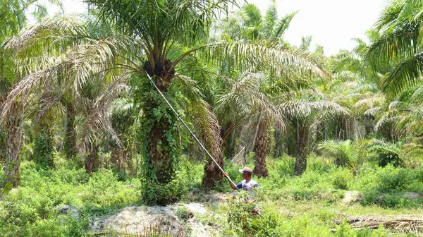 oil palm plantations and palm fruit harvesters