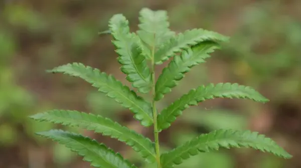 Anchistea virginica or fern, fern leaves