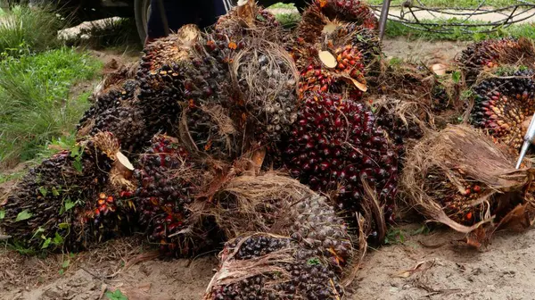 collection and pile of oil palm fruit after the oil palm harvest