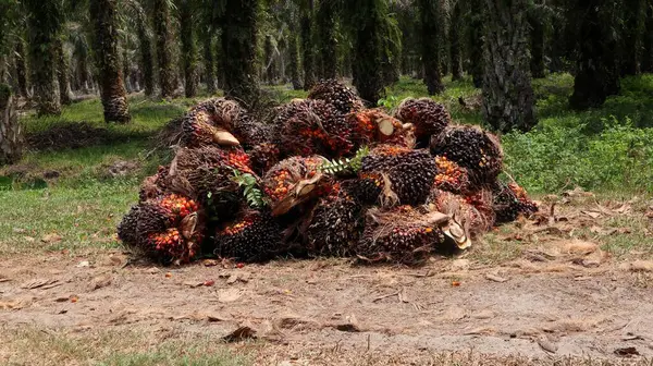 collection and pile of oil palm fruit after the oil palm harvest