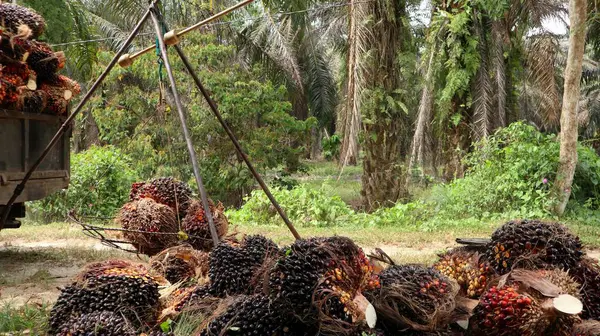 palm fruit ready to be weighed, palm oil