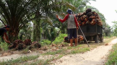 Bengkulu, Endonezya - 24 Aralık 2023: Petrol palmiye çiftçileri koleksiyonculara satmak için palmiye yağı tartıyorlar