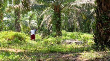 Bengkulu, Endonezya - 24 Aralık 2023: Petrol palmiye çiftçileri, palmiye yağı toplamak için özel araçlar kullanarak ağaçlarından yağ palmiyesi topluyor