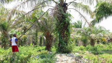 Bengkulu, Endonezya - 24 Aralık 2023: Petrol palmiye çiftçileri, palmiye yağı toplamak için özel araçlar kullanarak ağaçlarından yağ palmiyesi topluyor