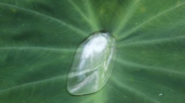 Tropikal bölgelerde yetişen taro ağacının yaprakları. Yaprakların üzerinde su var.