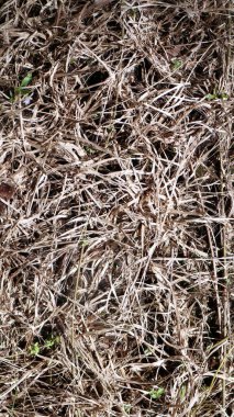 Kuru ot. Ölü ot. soyut arkaplan