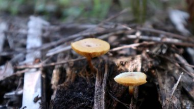 Close-up view of brown mushrooms growing on dead trees in tropical areas clipart