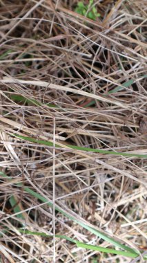 Kuru ot. Ölü ot. soyut arkaplan