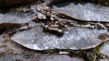 Yağ palmiyesi ağacının gri kabuğunun soyut arka planının yakın plan görüntüsü