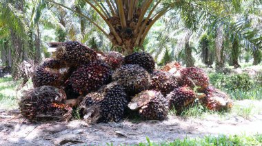 Koku ve palmiye yağı yığını.