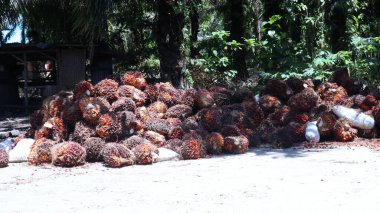 Koku ve palmiye yağı yığını.