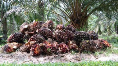 Koku ve palmiye yağı yığını.