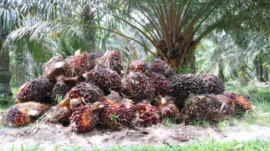 Koku ve palmiye yağı yığını.