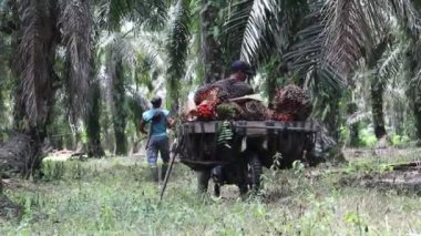 Bengkulu, Endonezya. 10 Temmuz 2024: Çiftçiler palmiye palmiyesi hasadı yapıyorlar ve palmiye yağı taşımak için özel motosiklet sepetlerine yükleniyorlar