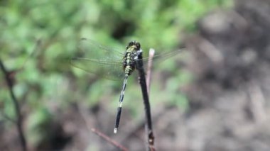 Yusufçuklar temiz ve kirlilikten arınmış sularda tropikal bölgelerde yaşarlar. Kırık yusufçuk kanatları