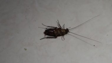 Hamamböceği baş aşağı yerde.