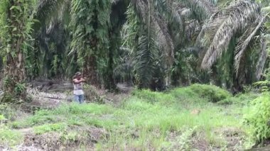 Bengkulu, Endonezya. 10 Temmuz 2024: Palmiye yağı çiftçileri palmiye yağı hasat ediyorlar