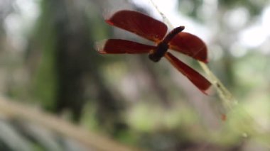Örümcek ağına dolanmış yusufçuklar örümcek yemi olur. Doğa kanunları