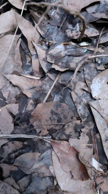 Kuru yaprakların arkaplanını özetle