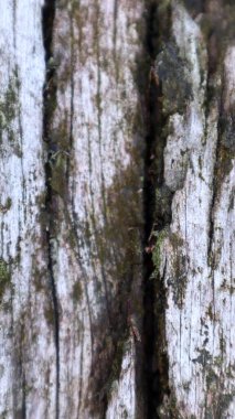 Gri kahverengi eski ahşap arkaplan dokusunu kapat