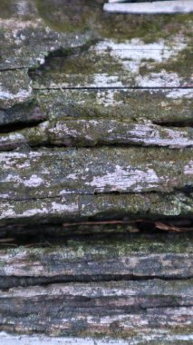 Gri kahverengi eski ahşap arkaplan dokusunu kapat