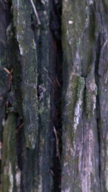 Gri kahverengi eski ahşap arkaplan dokusunu kapat