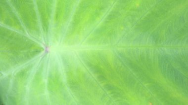 Caladium yaprağı kemik dokusu arkaplanı