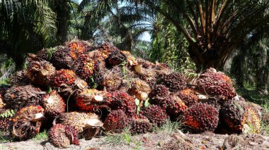Koku ve palmiye yağı yığını.