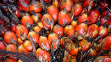 Olgun portakal meyvesinin yakın görüntüsü