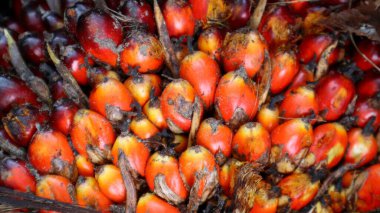 Olgun portakal meyvesinin yakın görüntüsü