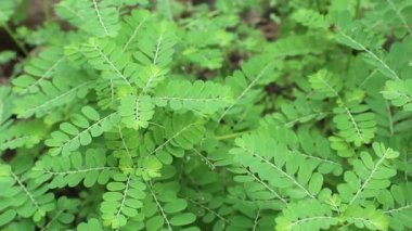 Mimosa pudica L veya Mimosa pudica L yaprakları sallanıyor