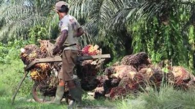 Palmiye yağı hasat faaliyetleri çiftçiler palmiye yağı topluyor. Bengkulu, Endonezya - 09 Ağustos 2024