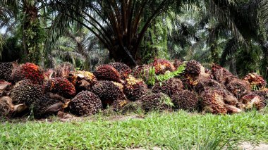 Koku ve palmiye yağı yığını.