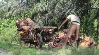 Palmiye yağı hasat faaliyetleri çiftçiler palmiye yağı topluyor. Bengkulu, Endonezya - 09 Ağustos 2024