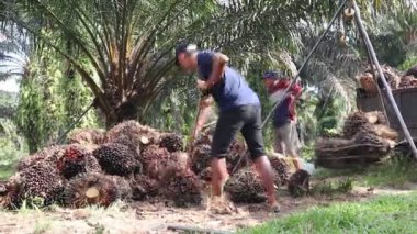 Palmiye yağı ağırlığı. Bengkulu, Endonezya - 09 Ağustos 2024