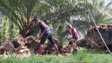 Palmiye yağı ağırlığı. Bengkulu, Endonezya - 09 Ağustos 2024
