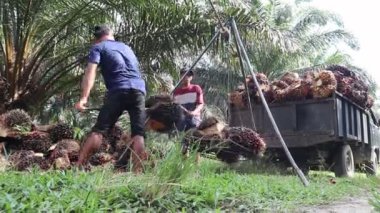 Palmiye yağı ağırlığı. Bengkulu, Endonezya - 09 Ağustos 2024