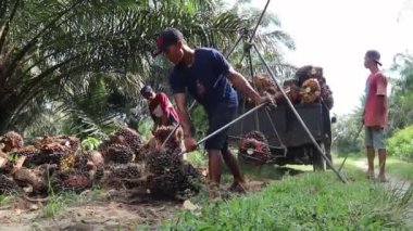 Palmiye yağı ağırlığı. Bengkulu, Endonezya - 09 Ağustos 2024