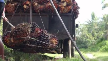 Palmiye yağı ağırlığı etkinliğinin yakın görüntüsü