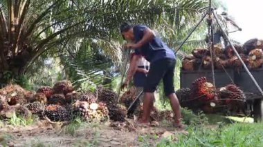 Palmiye yağı ağırlığı. Bengkulu, Endonezya - 09 Ağustos 2024